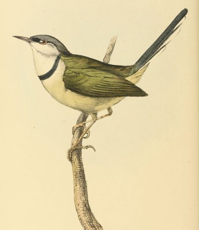 s2_pl119.jpg